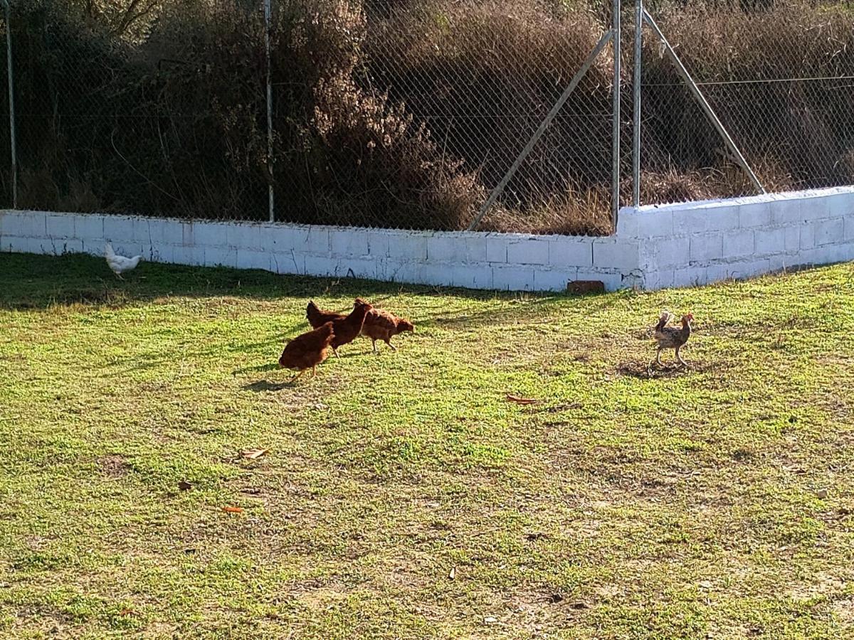 Casa De Campo Los Manueles Ideal Perros Pet Friendly Gojar Eksteriør bilde