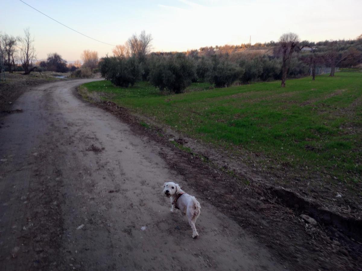 Casa De Campo Los Manueles Ideal Perros Pet Friendly Gojar Eksteriør bilde